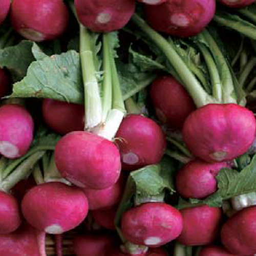 吃出健康力的新星:植物性乳桿菌 SNK