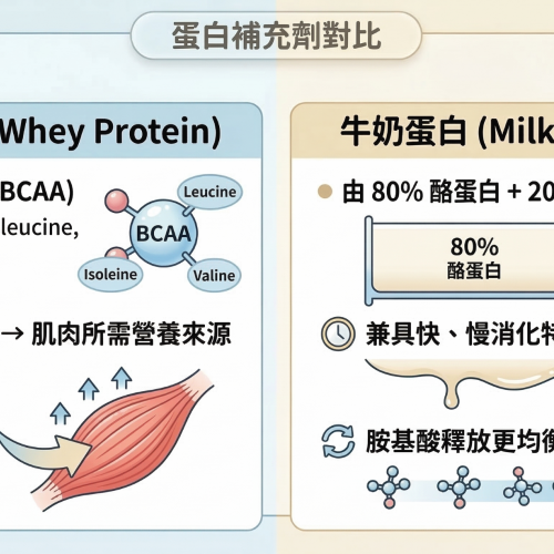 乳清蛋白 vs 牛奶蛋白：快速吸收與長效營養差別一次看懂