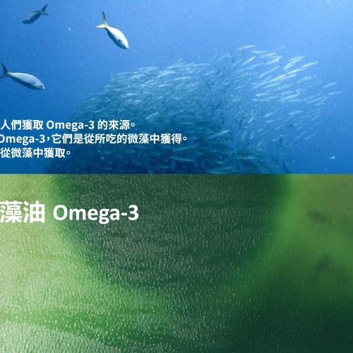 聖嬰衝擊魚油供應 藻油Omega-3開啟健康老化新契機
